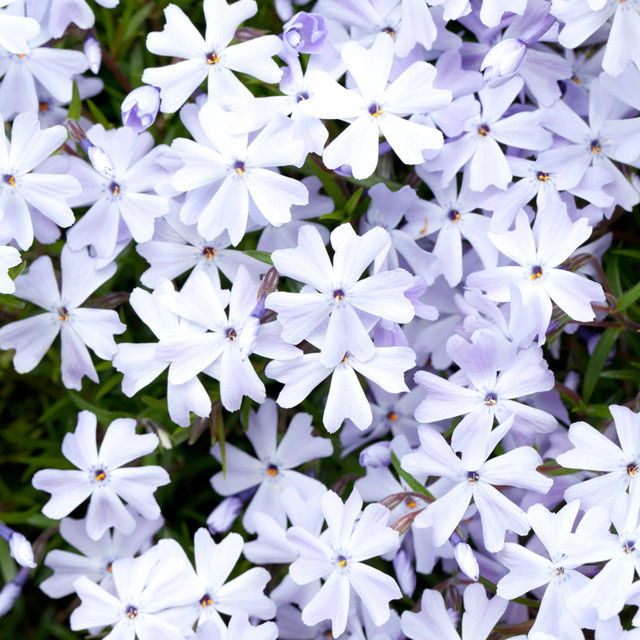 Polster-Phlox Emerald Cushion Blue, blau, mehrjährige Bodendecker-Pflanze für Garten und Balkon - Bild 1