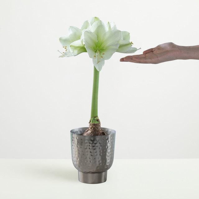 Amaryllis Arctic von BLUME2000 in Weiß als Tischpflanze - Bild 1
