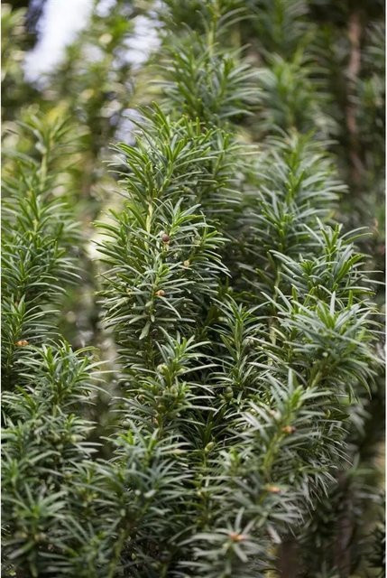 Taxus baccata Fastigiata Eiben Heckenpflanze Grün Höhe: 40-50 cm - Bild 1