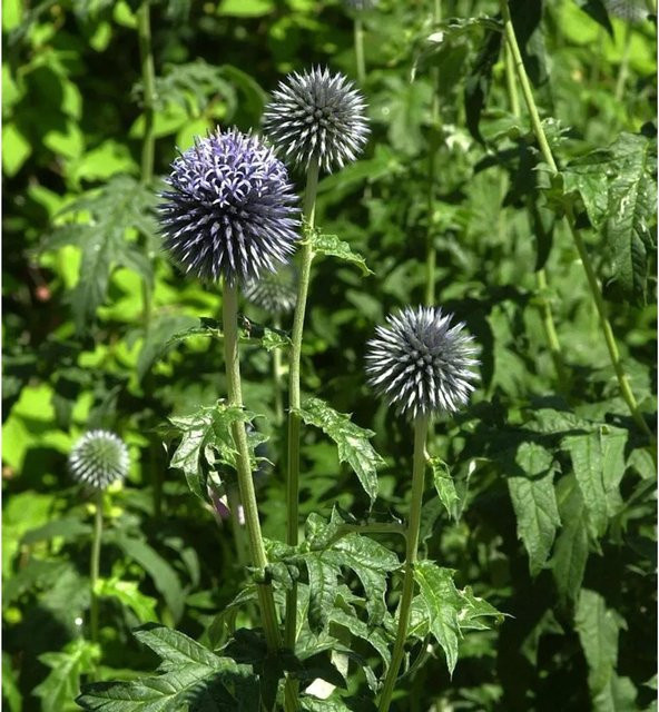 Kugeldistel Blue Glow Echinops bannaticus blaue Schnittblume für den Garten - Bild 1