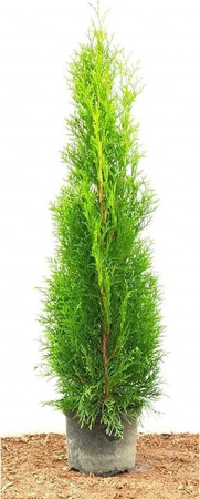 Thuja occidentalis Smaragd Heckenpflanze von Pflanzen für dich, Höhe: 80-100 cm, 2 Liter Container