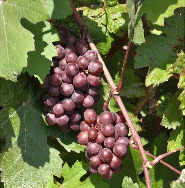 Blaue kernlose Weinrebe Centuri Vitis als Kletterstrauch für den Garten, Höhe: 80-100 cm - Bild 1