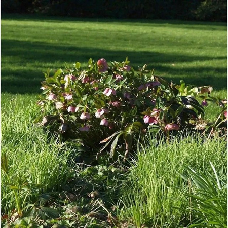 Helleborus orientalis Christrose Lenzrose Red Spotted Lady in Rot