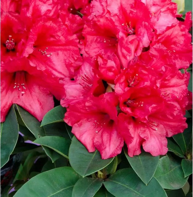 INKARHO Rhododendron Weinlese Alpenrose, großblumiger Zierstrauch in Pink - Bild 1