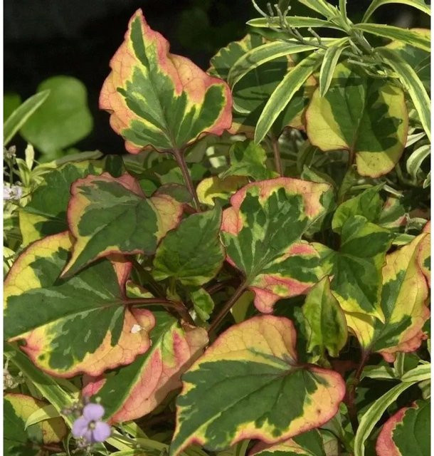 Houttuynia cordata Eidechsenschwanz Chameleon grüne mehrjährige Pflanze für Garten und Teichränder - Bild 1