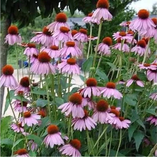 Sonnenhut Kims Knee High Echinacea purpurea als mehrjährige Schnittblumepflanze für deinen Garten - Bild 1