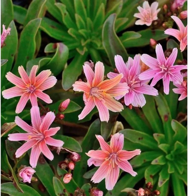Lewisia oblongipetala Little Plum Bitterwurz - Rosa Staude für Steingärten und Staudengärten - Bild 1