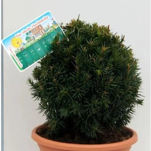 Kugelschnitt Eibe Taxus baccata in Grün von Nr-01.de, Topfgröße 20-25 cm - Bild 1