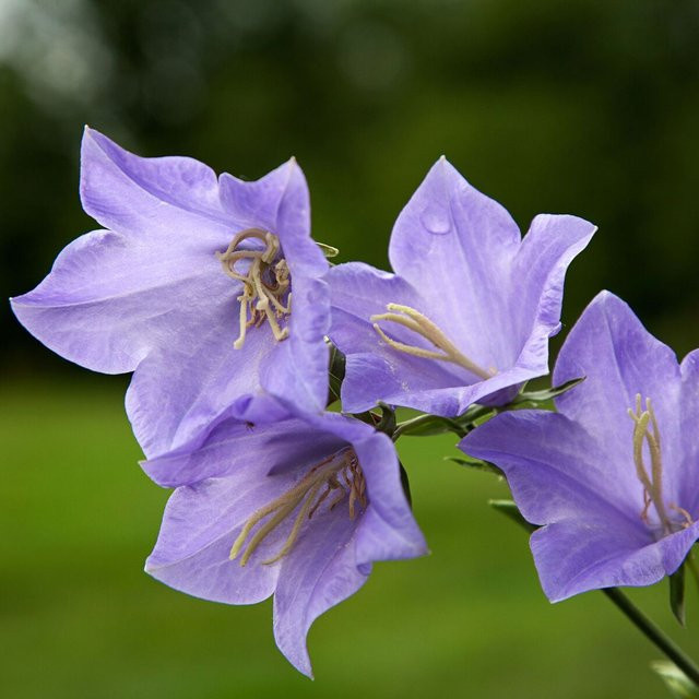 Pfirsichblättrige Glockenblume Grandiflora Blau von Mein schöner Garten Shop als mehrjährige Zierpflanze - Bild 1