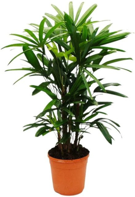 Exotenherz Steckenpalme Rhapis Excelsa Bambuspalme in Grün, Höhe: 80-100 cm, Topfgröße: 21 cm - Bild 1