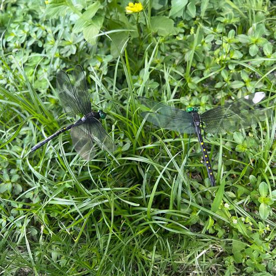 EmberFlame Libellen Gartenstecker 3D Dekoration in Schwarz für Pflanzgefäße und Balkon, 10 Stück - Bild 2
