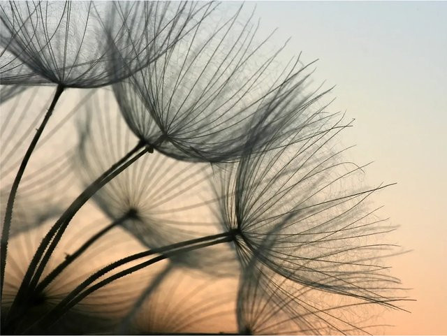 Sanders & Sanders Fototapete Blumen in Beige und Grau aus Vlies, B x H: 360 x 270 cm - Bild 1