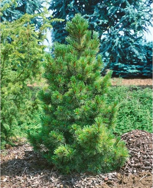 Zirbelkiefer Pinus Cembra Nadelbaum für Garten und Innenbereich, Höhe: 30–40 cm - Bild 1