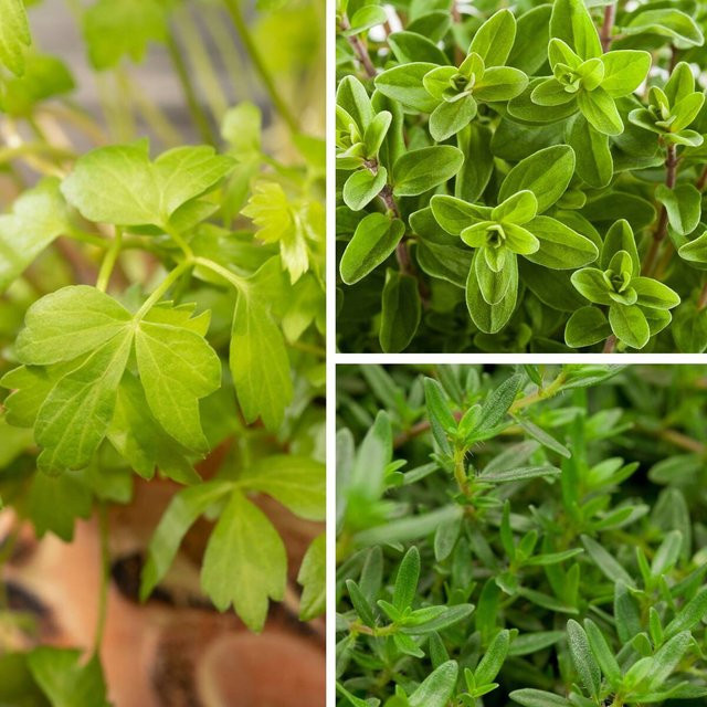 Gartenkräuter Set Oma's Küche mit 3 verschiedenen Kräutersorten - Bild 1