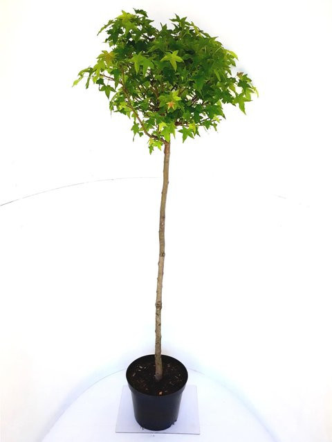 Liquidambar Gumball Kugel-Amberbaum Stämmchen von Pflanzen-Boering, Farbe: Grün, Gesamthöhe: 175 cm, Stammhöhe: 125 cm - Bild 1