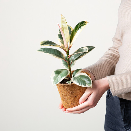 Ficus Tineke Zimmerpflanze von BLUME2000 in Grün und Weiß für helle Standorte