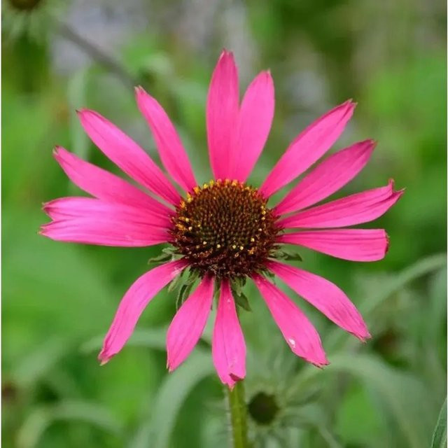 Sonnenhut Rocky Top Echinacea tennesseensis Zierstaude in Pink - Bild 1