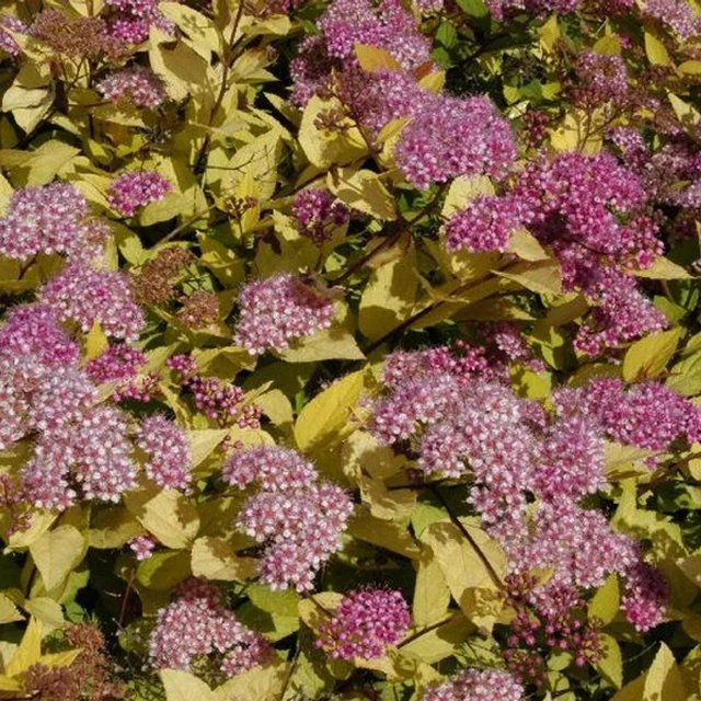 Arborix Sommerspiere Golden Princess Spiraea japonica Zierstrauch in Pink, Containerhöhe: 25 cm - Bild 1