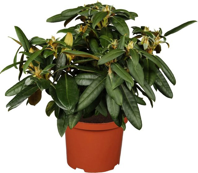 GROW by OBI Rhododendron Kalinka Rosa Zierstrauch Höhe: 20 - 30 cm - Bild 1