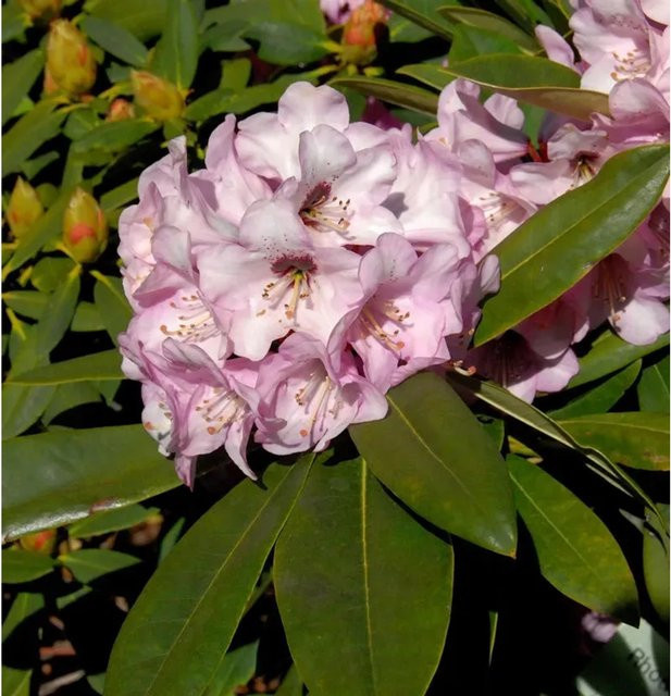 INKARHO Rhododendron Dominik Alpenrose in Pink, Topfgröße 25-30 cm - Bild 1