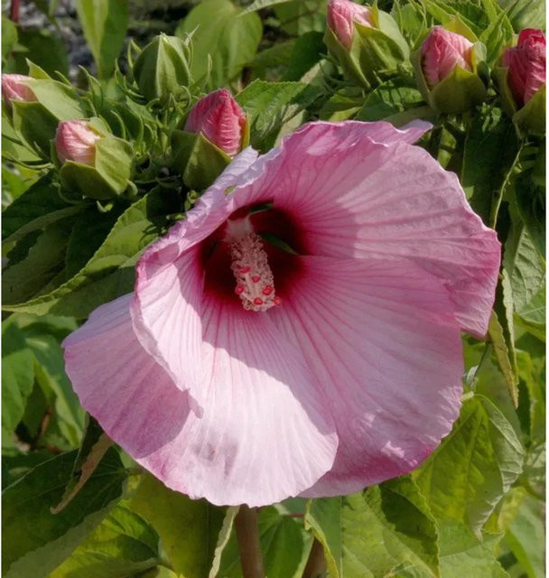 Staudeneibisch Summerific Dark Mystery Hibiscus moscheutos in Rot, Höhe: 40-60 cm - Bild 1