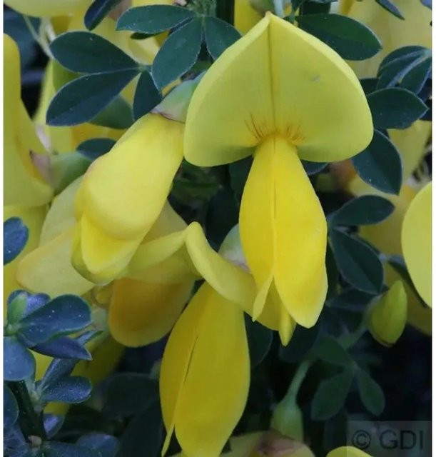 Schmuckginster Golden Sunlight Cytisus scoparius gelber Zierstrauch von Nr-01.de - Bild 1
