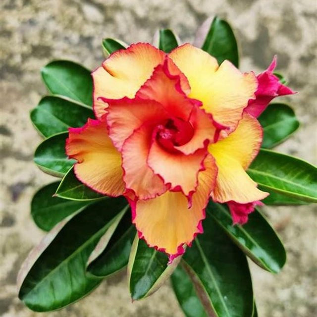 5 Samen Adenium Obesum Lady Wüstenrose von SEMINASEMI - Bild 1