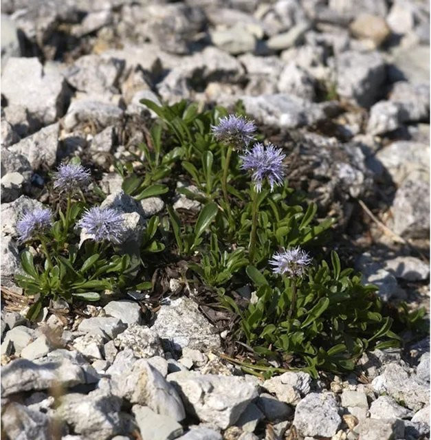 Herzförmige Kugelblume Globularia cordifolia lila Bodendecker von Nr-01.de - Bild 1