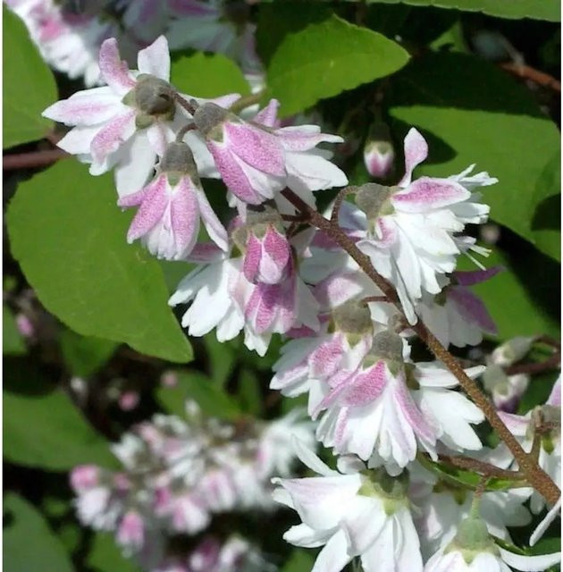 Hoher Sternchenstrauch Deutzia magnifica Tourbillon Rouge in Pink, Höhe: 80-100 cm - Bild 1