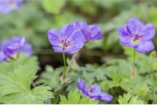 Geranium Wallichianum Rozanne Storchschnabel als mehrjährige Gartenpflanze in Blau und Violett, Topfgröße: 11 x 11 cm - Bild 1