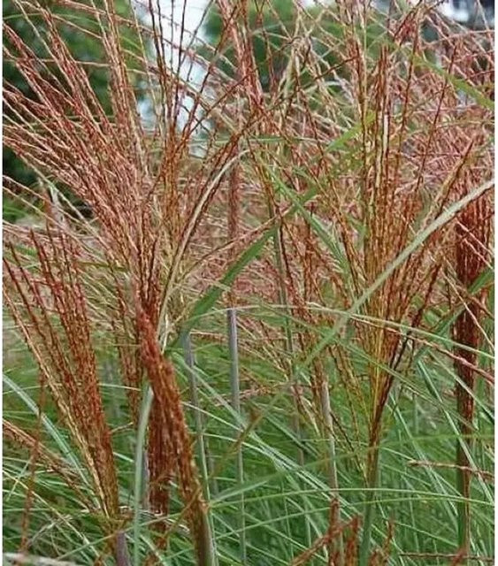 Chinaschilf Graziella Miscanthus sinensis als mehrjährige Zierstaude für den Garten von Nr-01.de - Bild 1