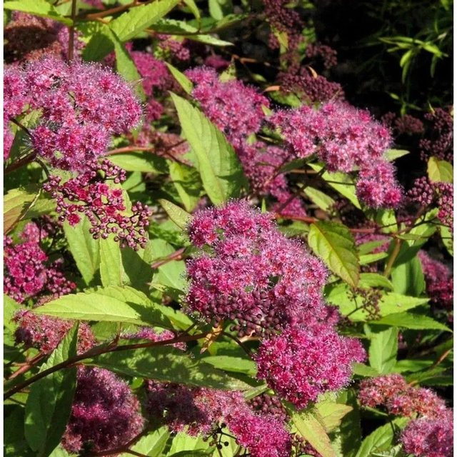 Sommerspierstrauch Zigeunerblut Spiraea japonica in Pink von Nr-01.de, Höhe: 20-30 cm - Bild 1