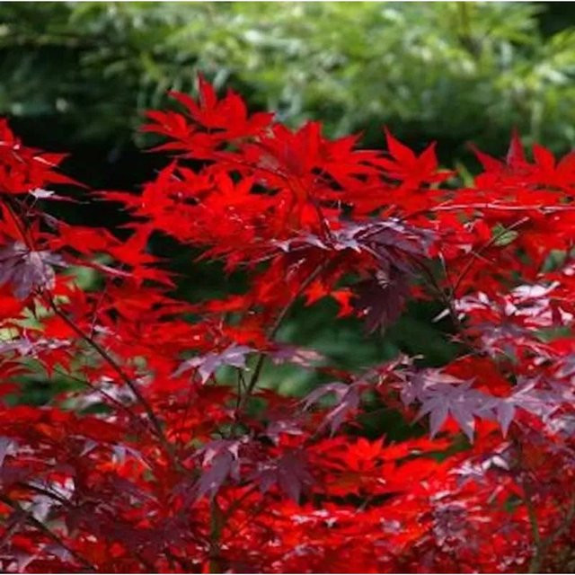Kleinblättriger Zwergahorn Hime Shojo Acer palmatum in Rot, Höhe: 30-40 cm - Bild 1