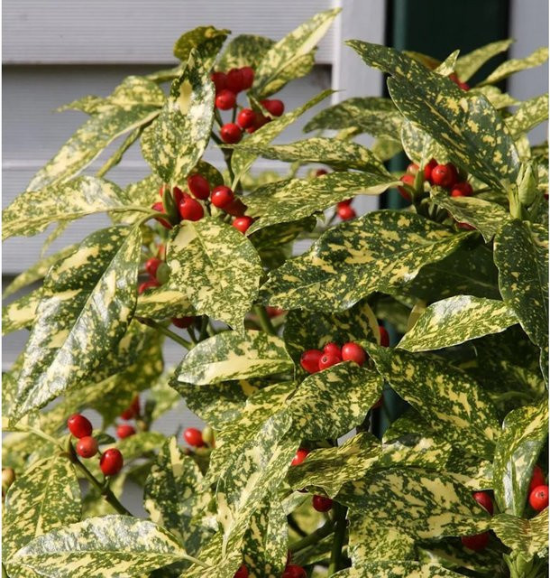 Japanische Aucube Variegata Aucuba japonica als Zierstrauch in Gelb, Rot und Grün, Höhe: 40-60 cm - Bild 1