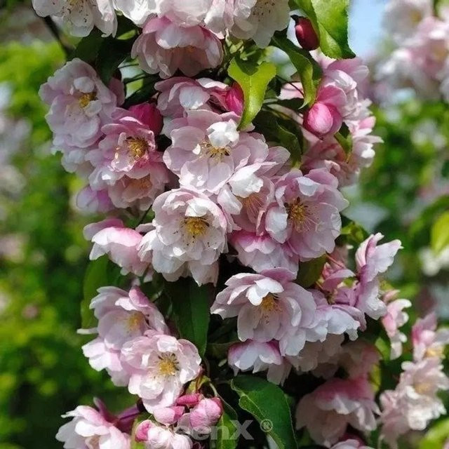 Zierapfel Malus Hybride Van Eseltine in Pink, Höhe: 80-100 cm - Bild 1