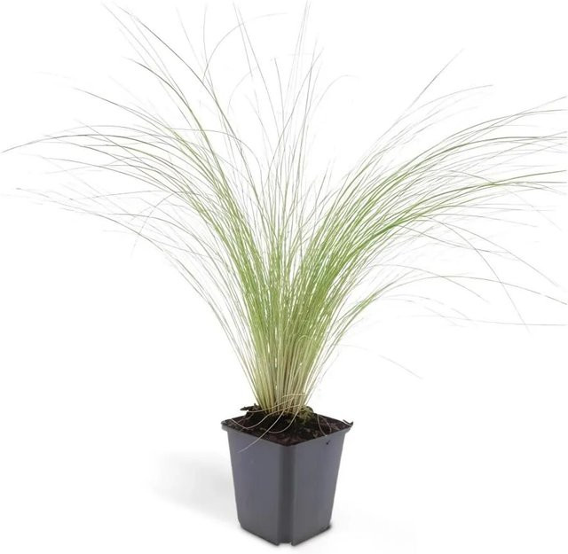 Exotenherz Mexikanisches Federgras Stipa Tenuissima Ponytails Set mit 12 Pflanzen im 9cm Topf - Bild 1