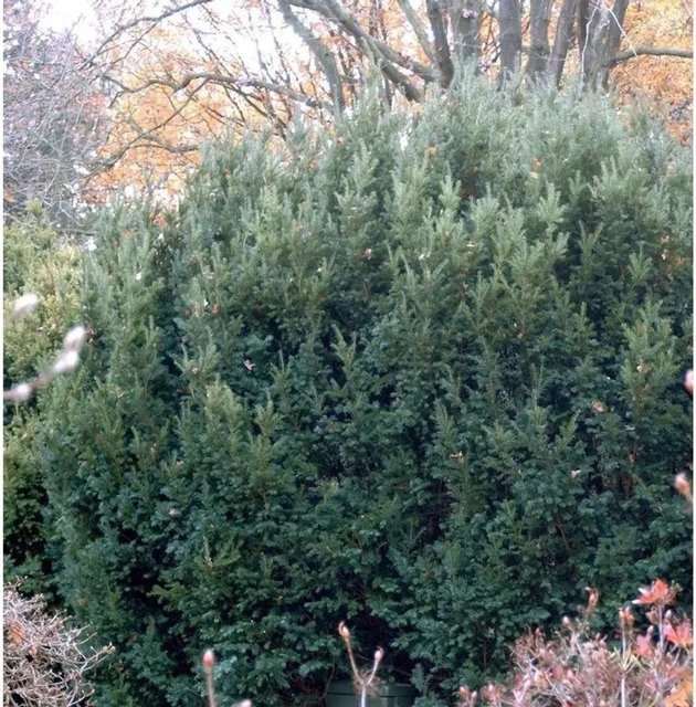 Eibe Osterberg Taxus baccata Grün 25-30 cm - Bild 1