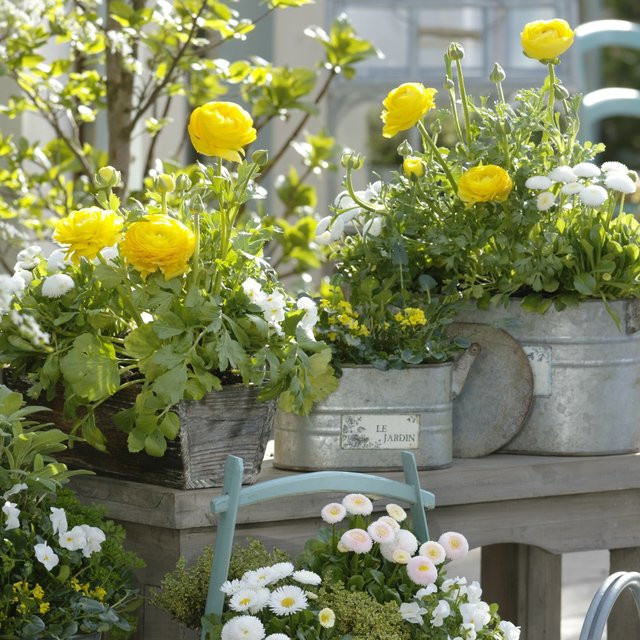 Mein schöner Garten Shop Balkonblumen Reichblühender Frühlingsgruß Ranunculus, 10 Pflanzen, bunt (Gelb, Weiß, Mehrfarbig) - Bild 1