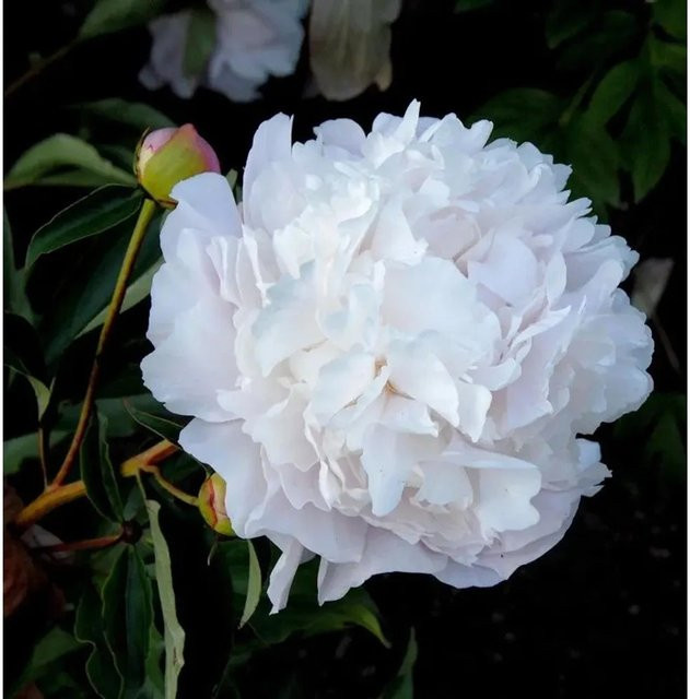 Edelpfingstrose Gardenia Paeonia actiflora weiße Staude für den Garten - Bild 1