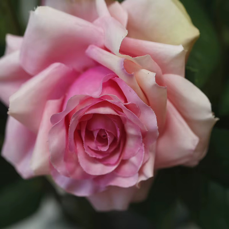 5 Stück künstliche Rosenblüten von Frequeback in Pink mit 3 Köpfen für deine Tischdekoration - Bild 3