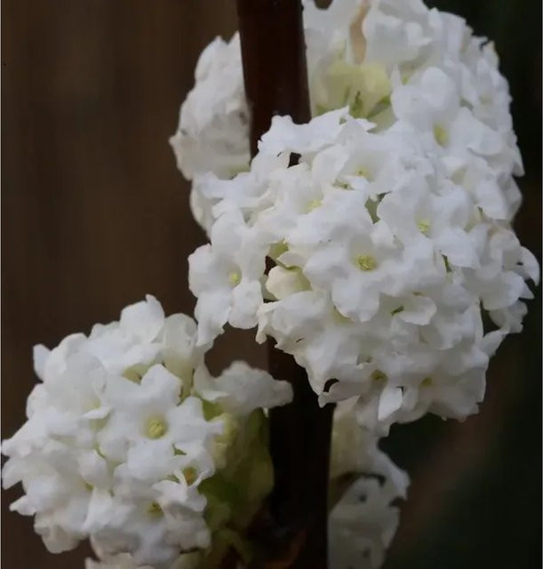 Winter Duftschneeball Viburnum farreri Candidissimum in Weiß und Rosa, Höhe: 80-100 cm - Bild 1