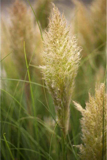 Cortaderia Selloana Liliput Pampasgras Kompakt als mehrjährige Zierpflanze in weiß, 3-5 Liter Container - Bild 1