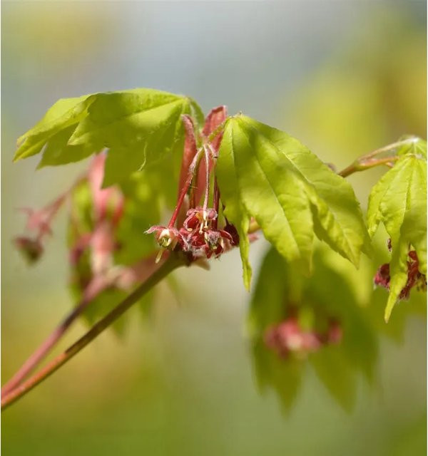 Acer circinatum Weinblatt Ahorn als grüner Großstrauch oder kleiner Baum für deinen Garten, Höhe: 80-100 cm - Bild 1