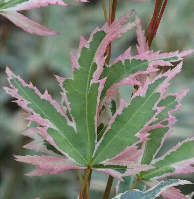 Fächerahorn Butterfly Acer palmatum von Nr-01.de in Grün, Weiß und Mehrfarbig (40-60 cm) - Bild 1