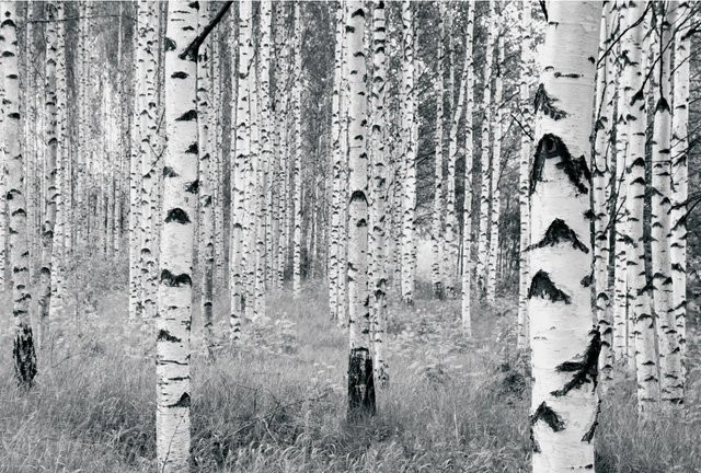 Komar Fototapete Woods aus Vlies in Multicolor, B: 400 cm, H: 270 cm - Bild 1