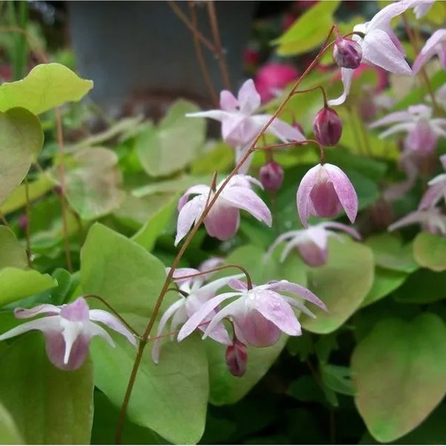 6er Set Arborix Elfenblume Epimedium youngianum Roseum als pflegeleichter immergrüner Bodendecker im 9 cm Topf - Bild 1