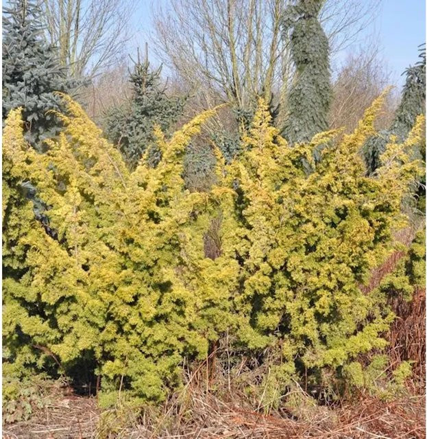 Gelber Moos Wacholder Juniperus chinensis Strauch in Gold für Garten und Steingärten, Höhe: 20-25 cm - Bild 1