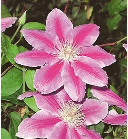 Clematis Waldrebe Dr Ruppel pink Kletterpflanze für Garten und Kübelpflanze Höhe: 40-60 cm