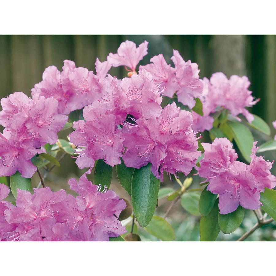 GROW by OBI Rhododendron Alpenrose P.J. Mezitt Lila, Höhe: 30 - 40 cm, Topf-Durchmesser: 4 cm - Bild 2