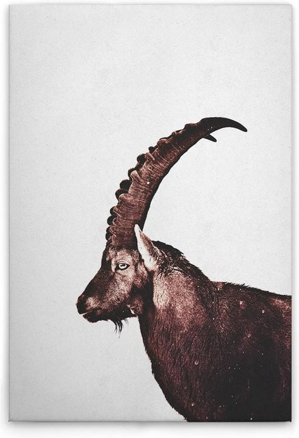 Tadessi Leinwandbild Steinbock in Grau und Braun, Querformat, Breite: 60 cm, Höhe: 40 cm - Bild 1